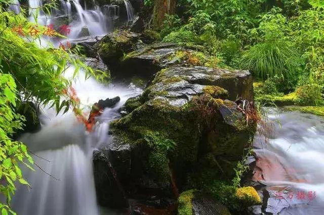 解惑蜗牛,广东1100多岁古榕树倒塌,古榕树还能被抢救回来吗?问答平台